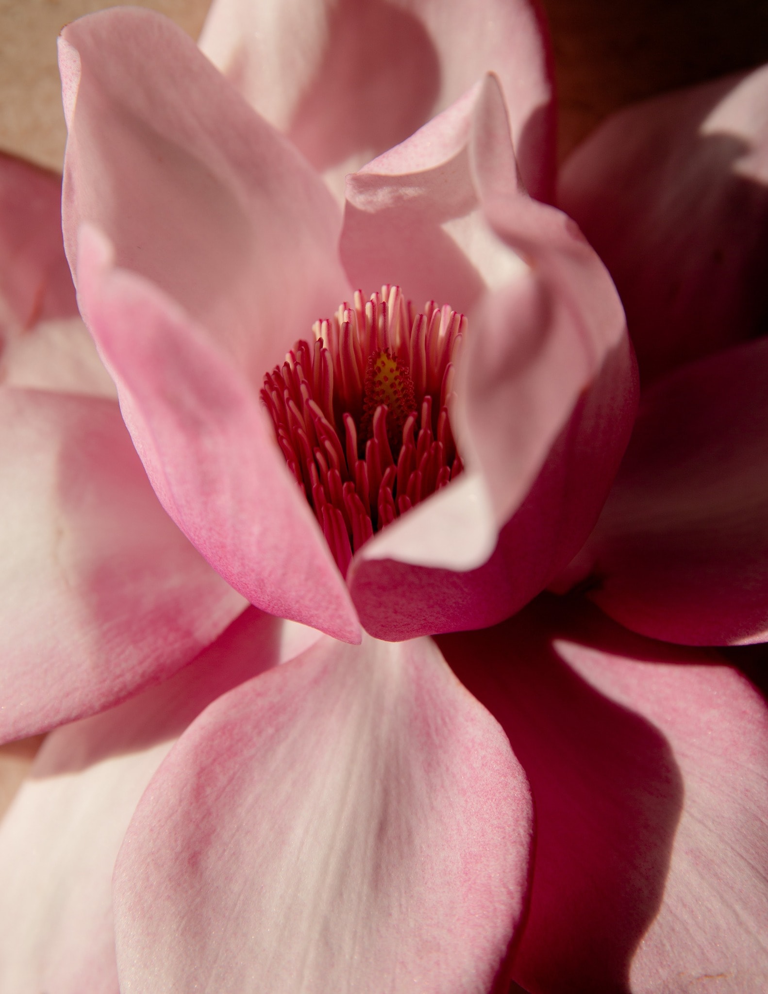 Magnólia Rosa — fragrância floral intensa